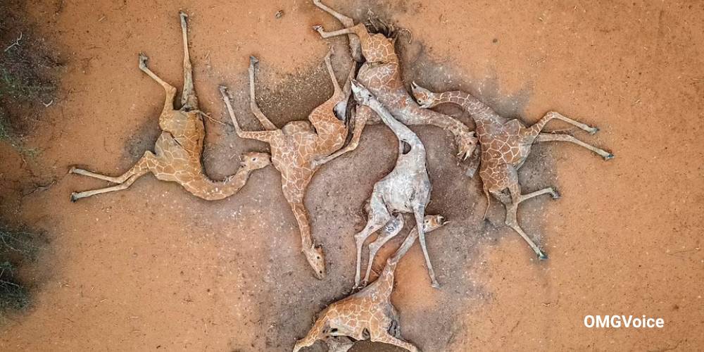 giraffe stuck in quicksand
