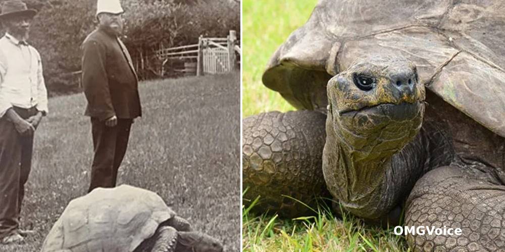 jonathan world oldest tortoise