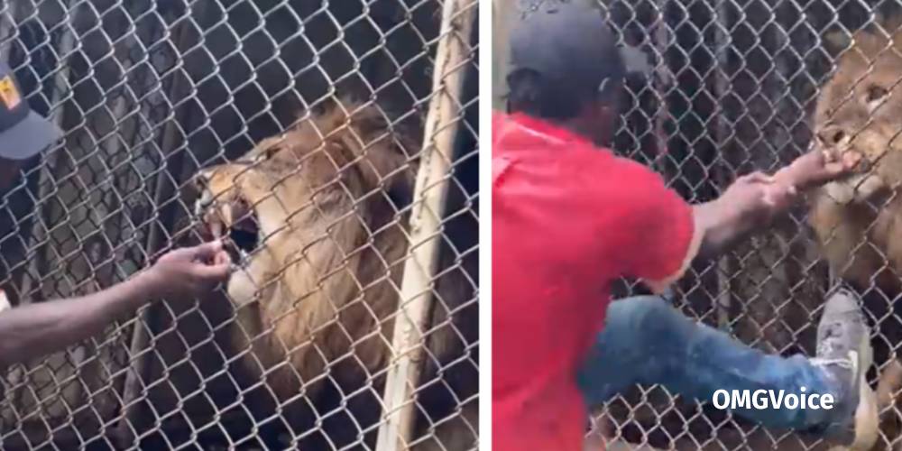 Man's Finger Gets Bitten Off By Lion In Jamaican Zoo