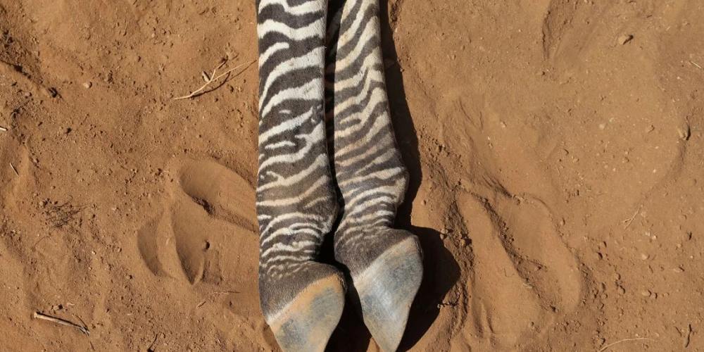 The carcass of an endangered Grevy's Zebras